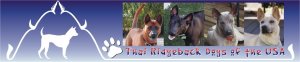 USA Fórum - Thai ridgeback