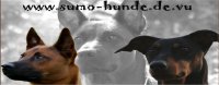KENNEL Sumo-Hunde (DE)